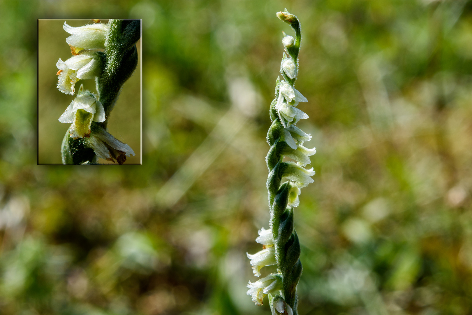 Herbst-Drehwurz Spiranthes spiralis