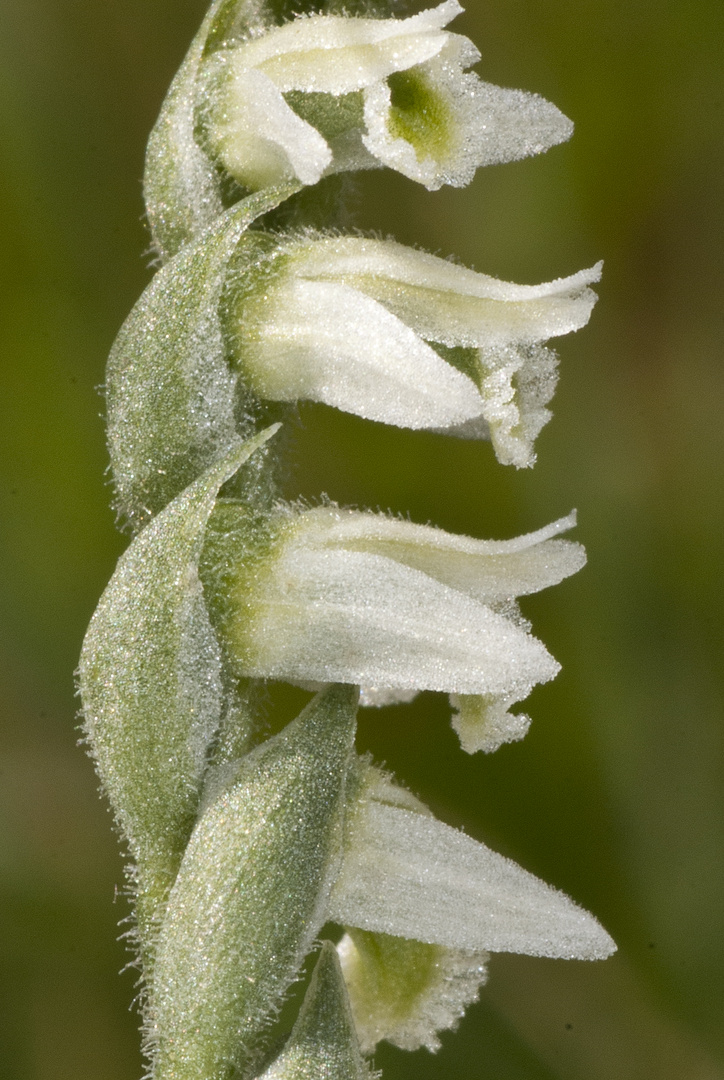 Herbst-Drehwurz (Spiranthes spiralis)