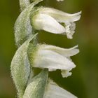 Herbst-Drehwurz (Spiranthes spiralis)