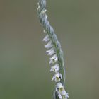 Herbst-Drehwurz (Spiranthes spiralis)