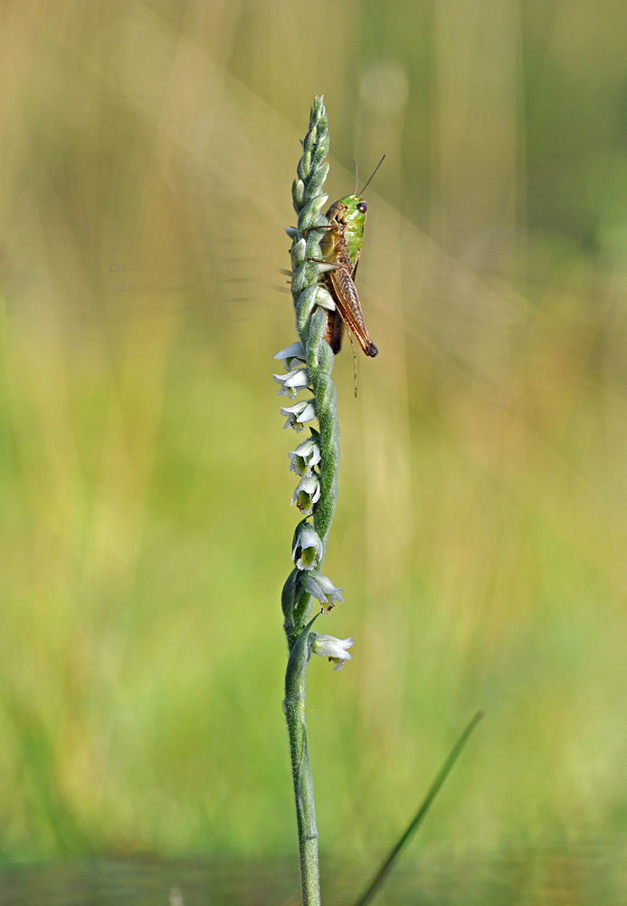 Herbst-Drehwurz Spiranthes spiralis) mit Grashüpfer