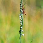 Herbst-Drehwurz Spiranthes spiralis) mit Grashüpfer