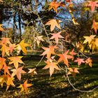 Herbst DSC_7844