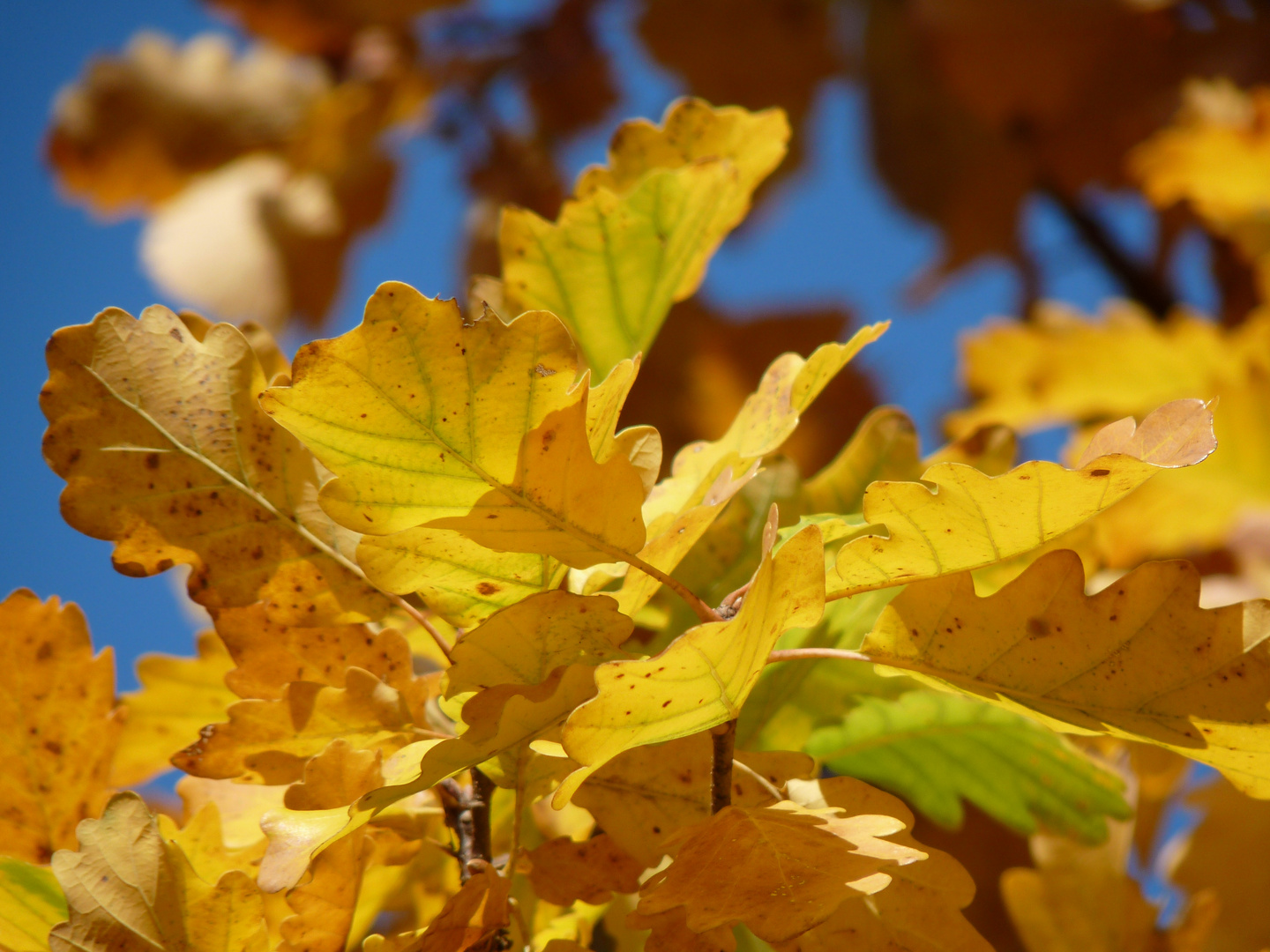 Herbst, du mein gelber...