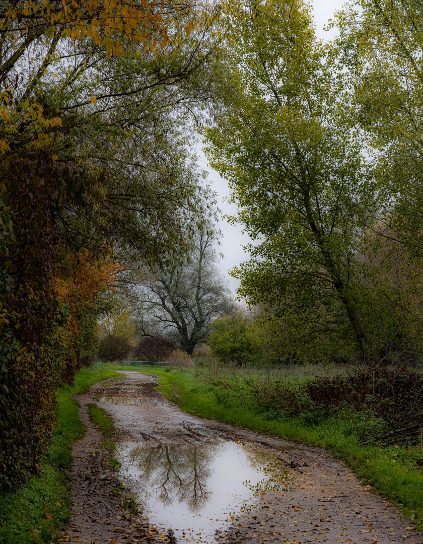 Herbst Durchblick