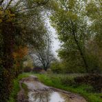 Herbst Durchblick