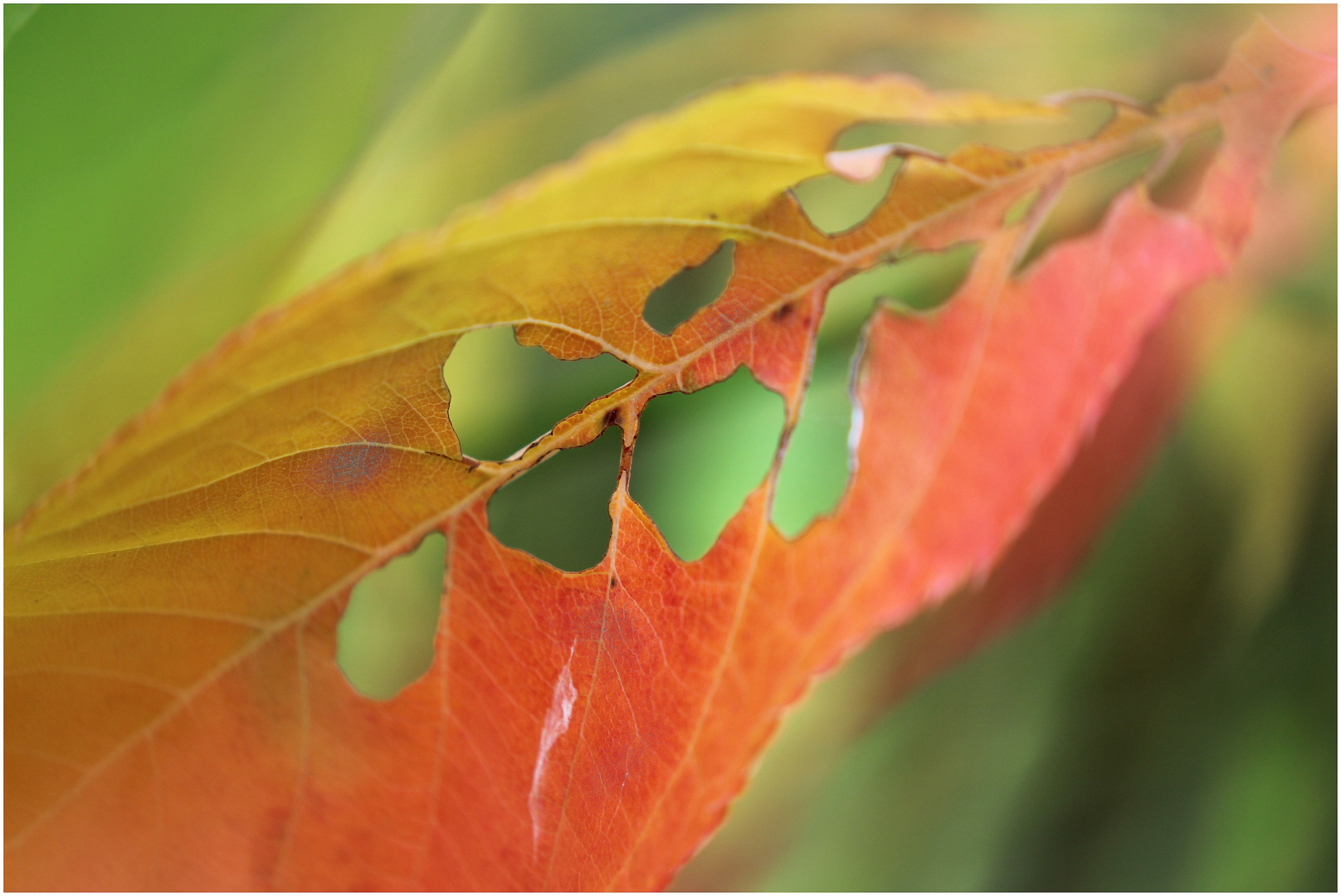  Herbst Durchblick 