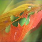  Herbst Durchblick 