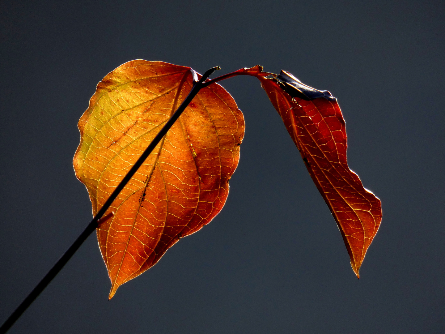 Herbst