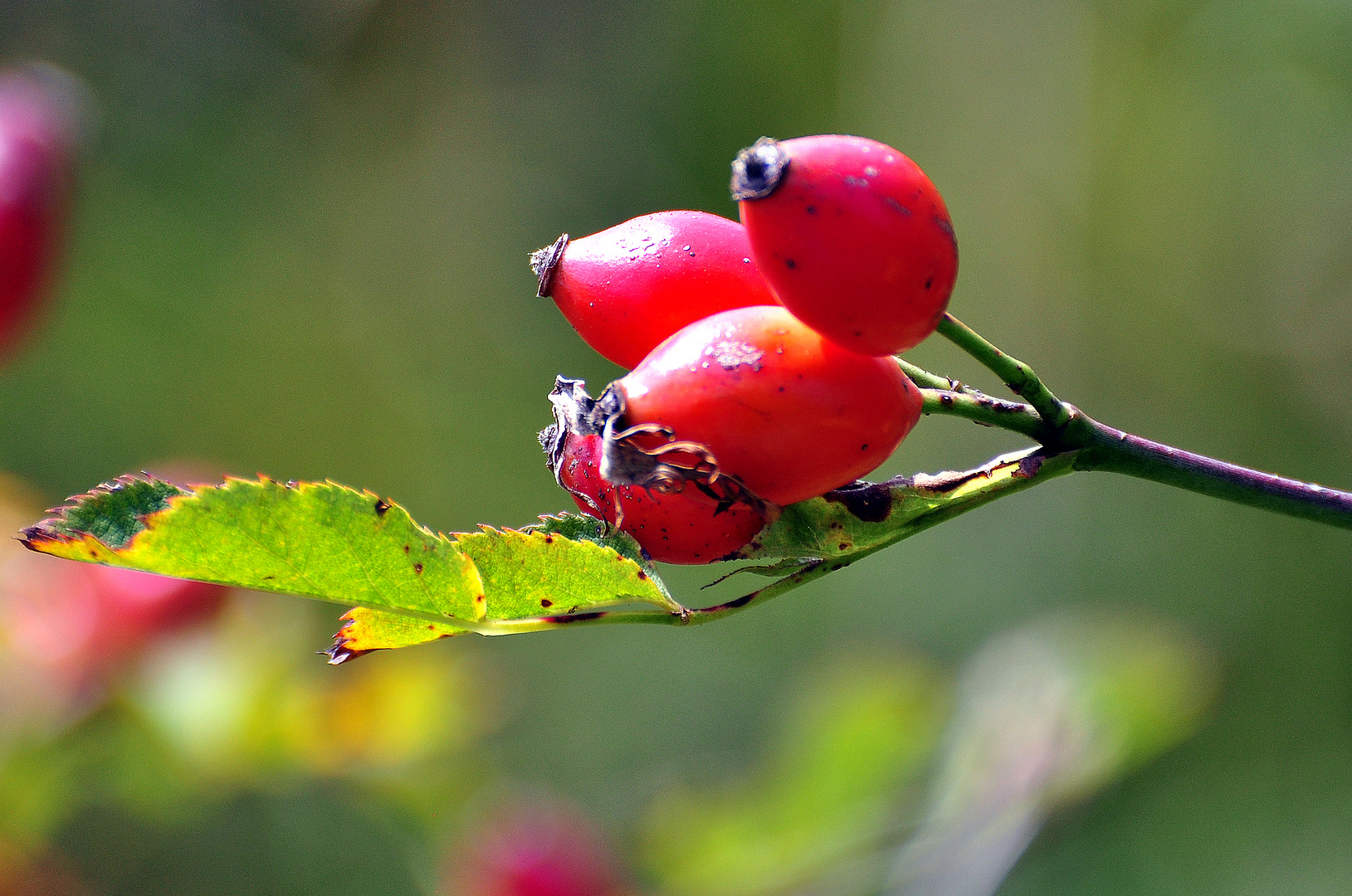 Herbst