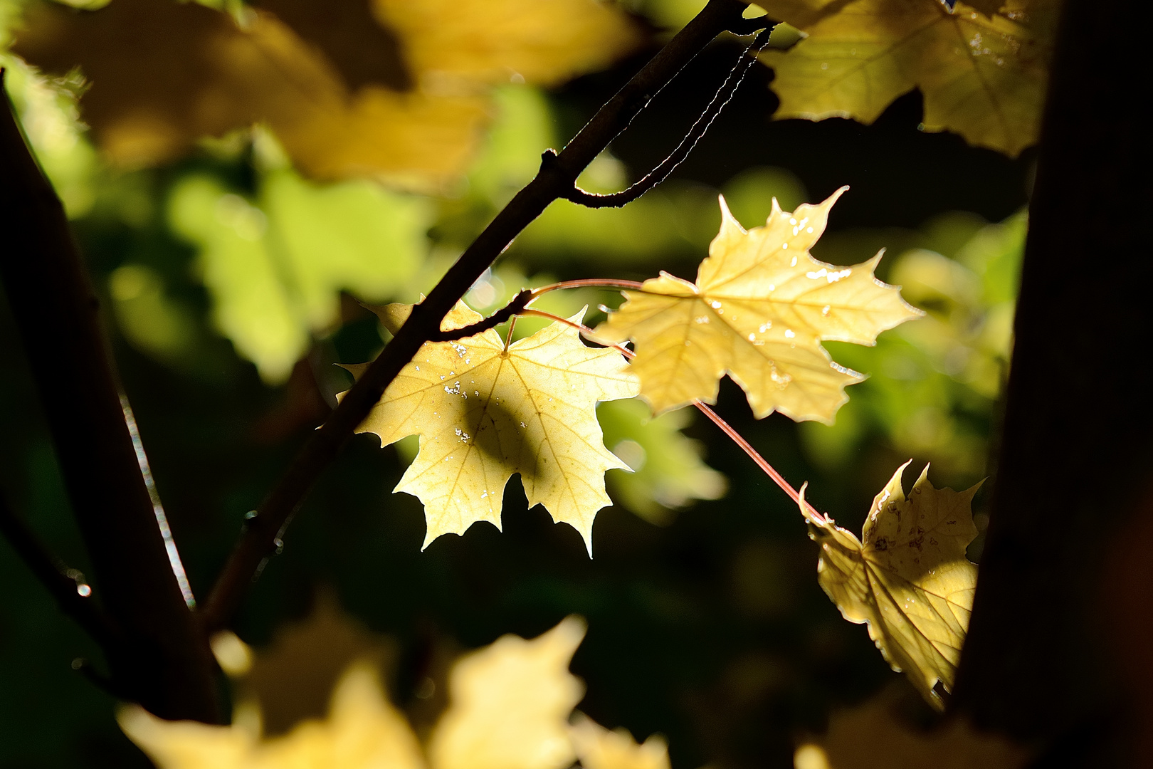 Herbst