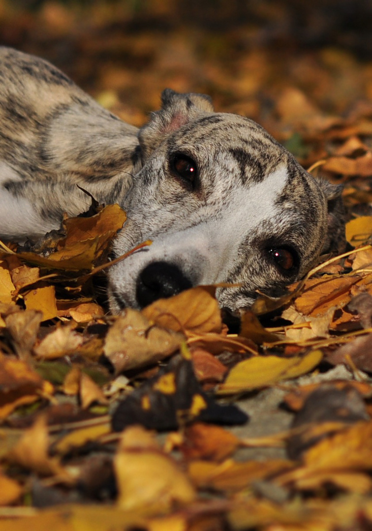 Herbst