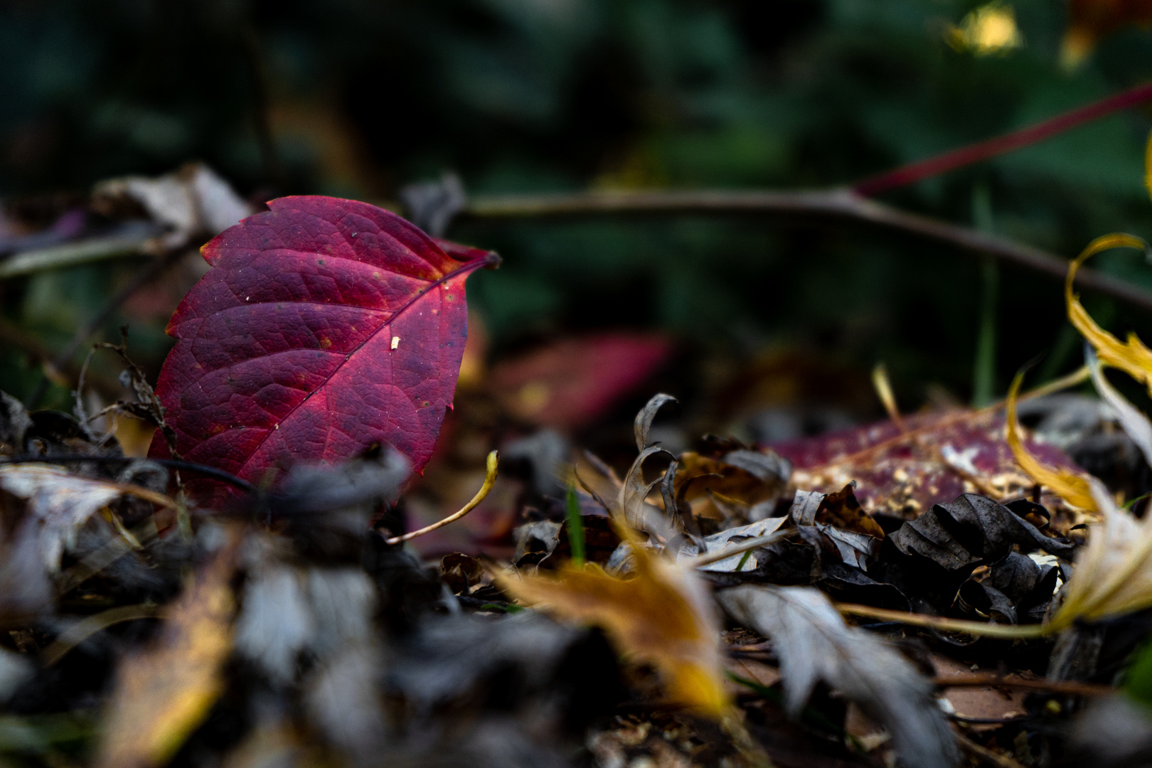 Herbst