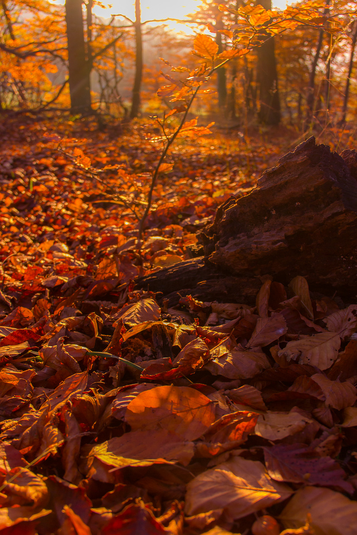 Herbst