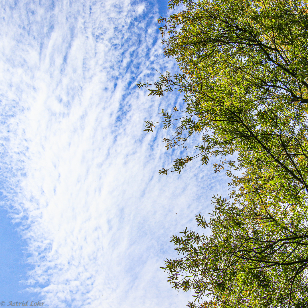 Herbst