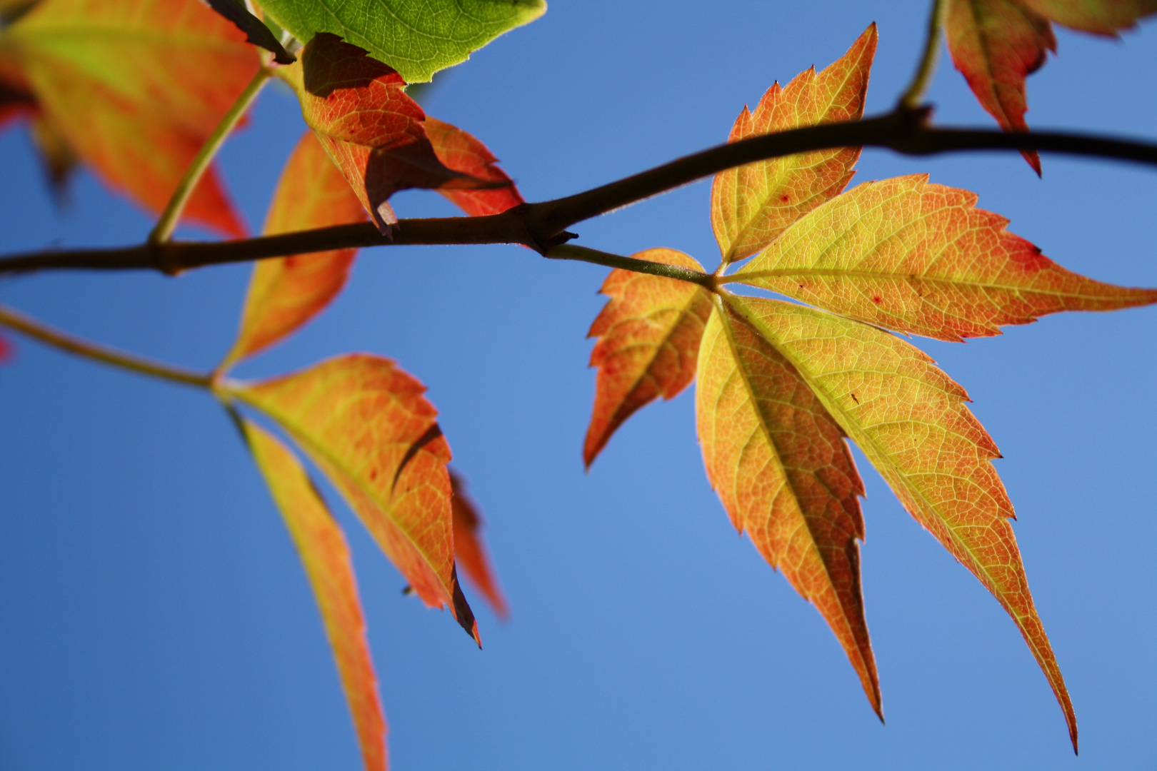 Herbst