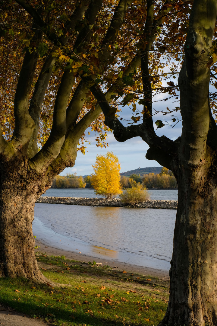 Herbst