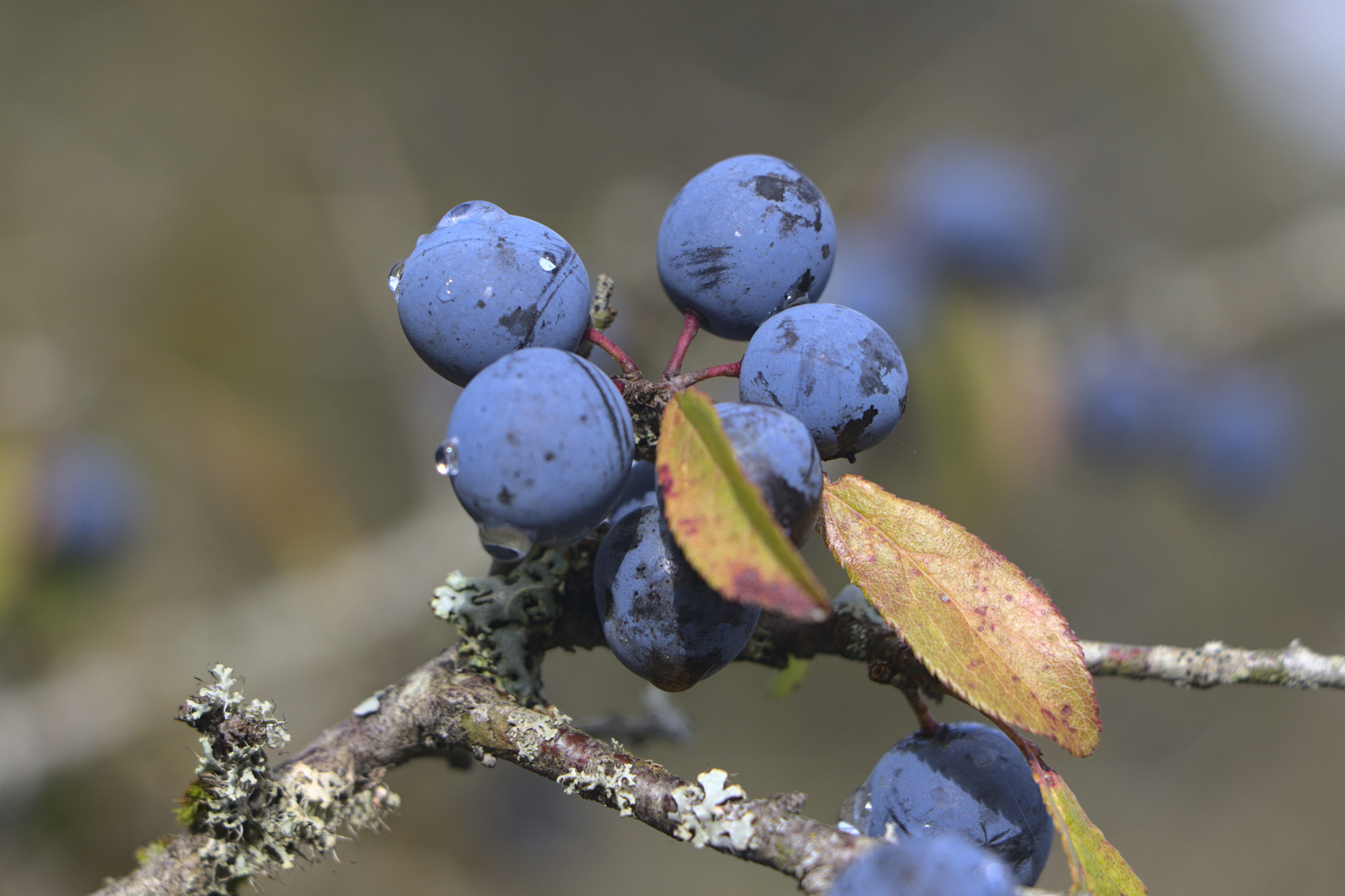 Herbst