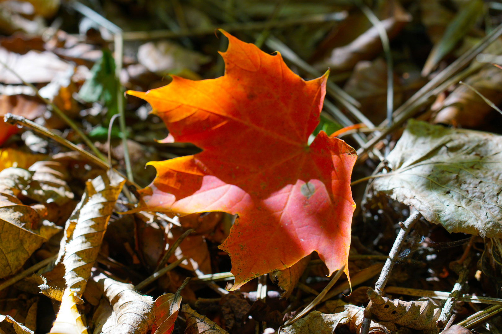 Herbst