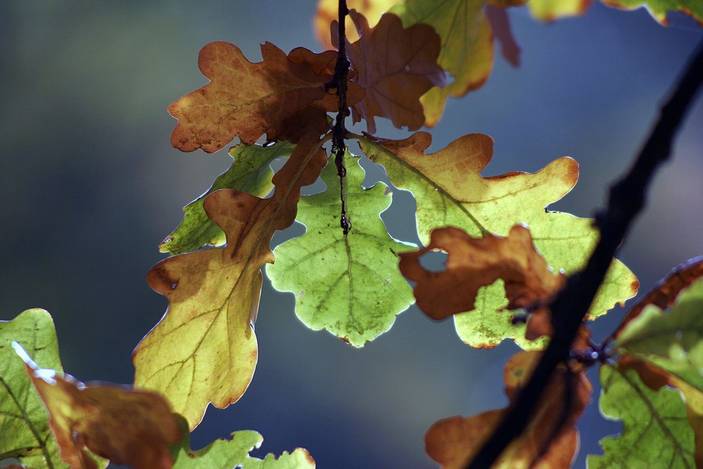 Herbst...