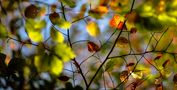 Herbst von shotmePictures 