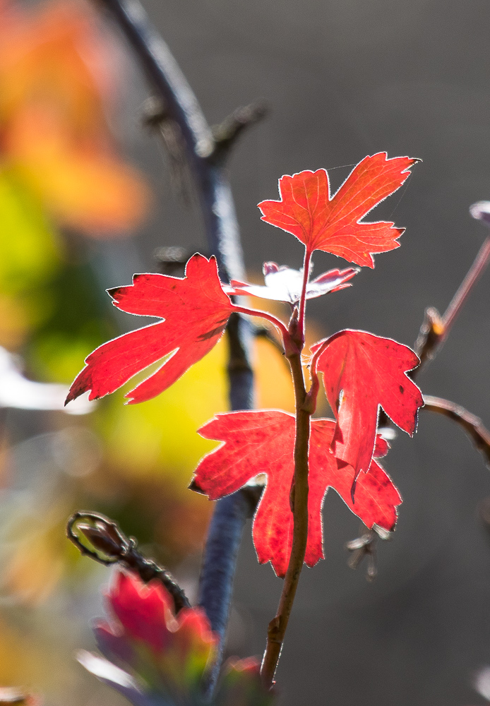 Herbst