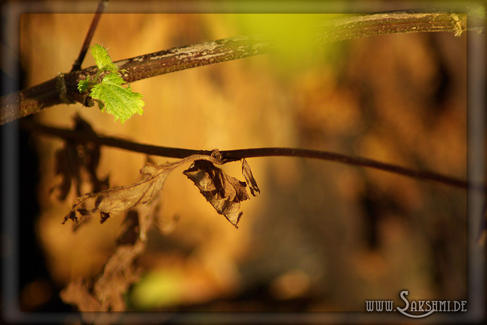 Herbst