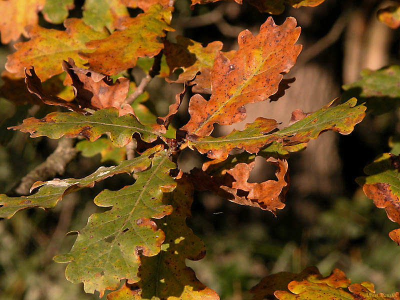 Herbst!