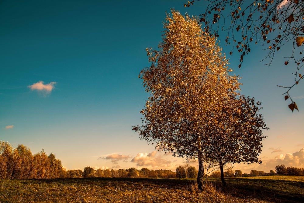 Herbst