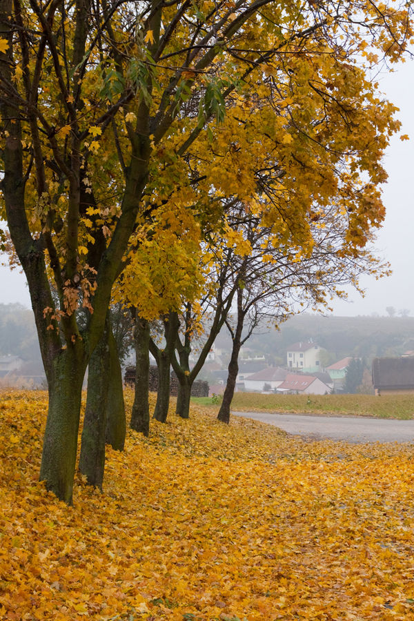 Herbst