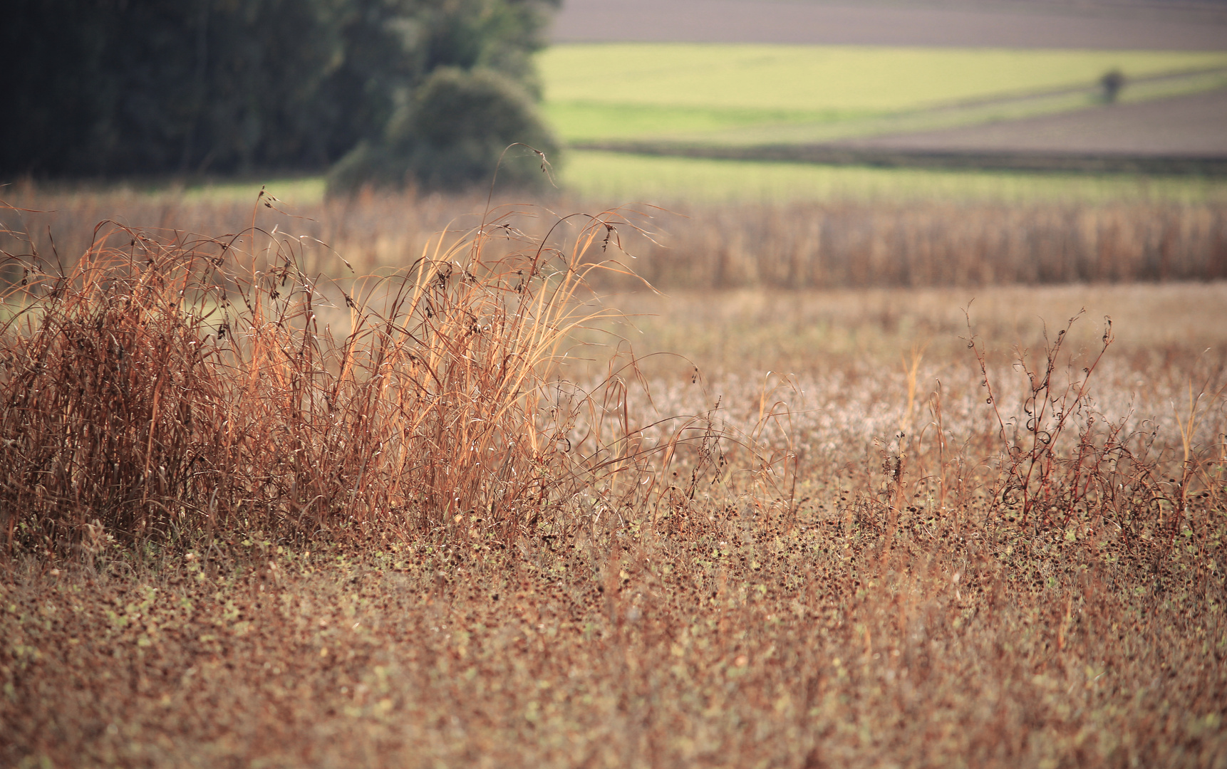 Herbst