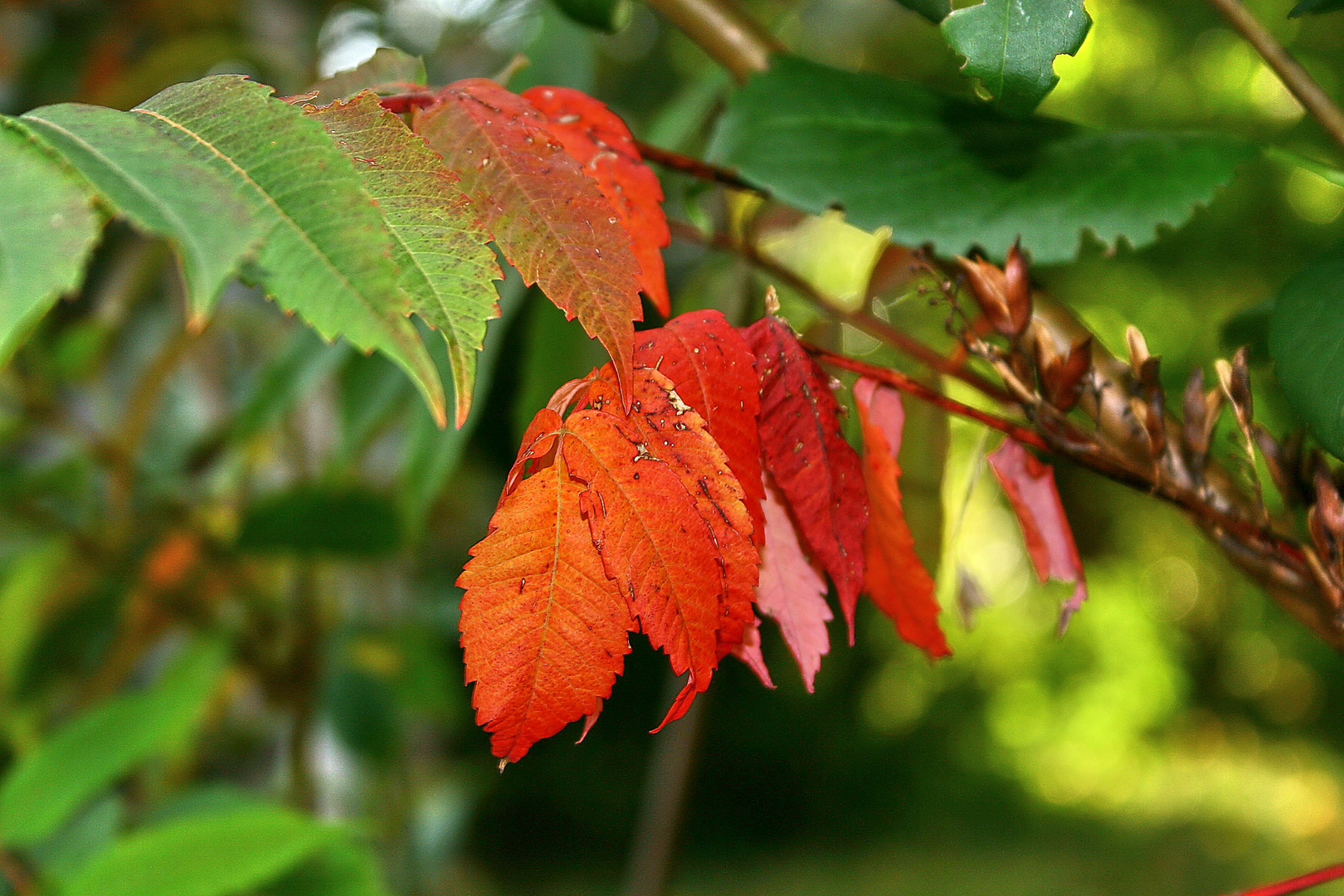 Herbst