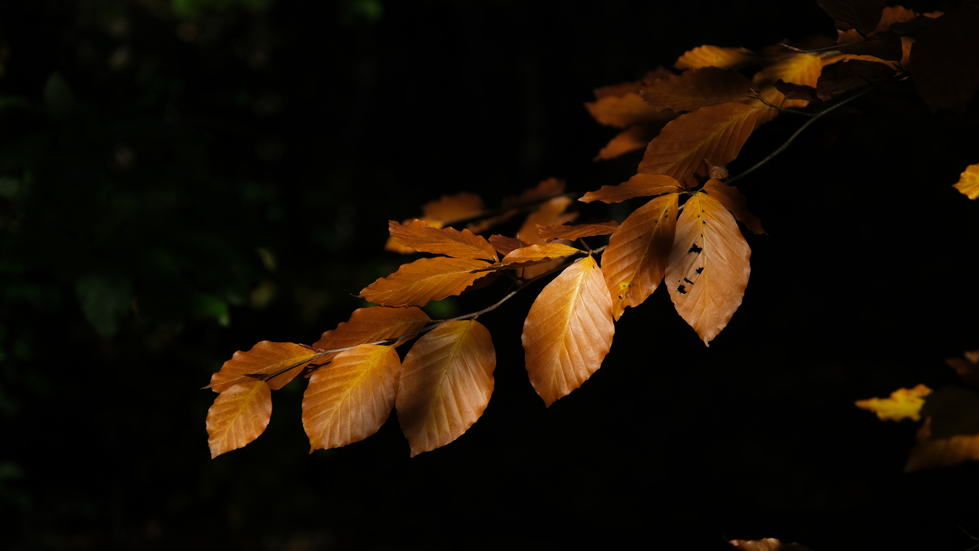 Herbst