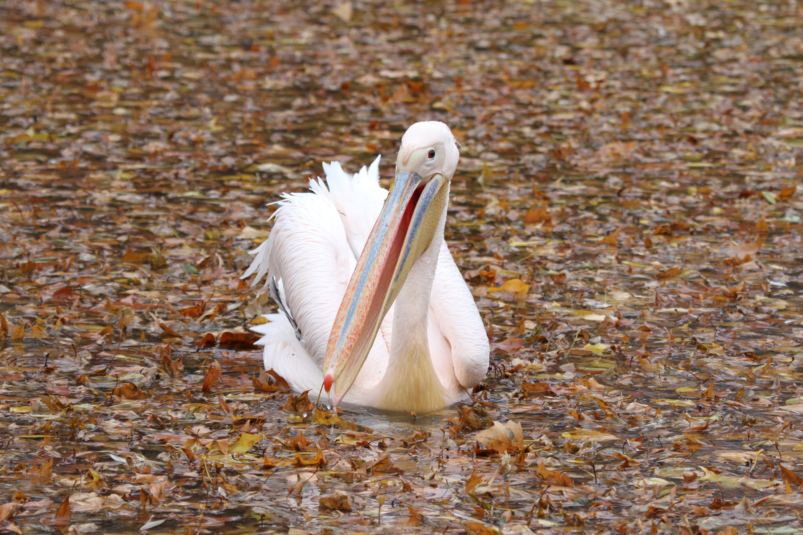 Herbst