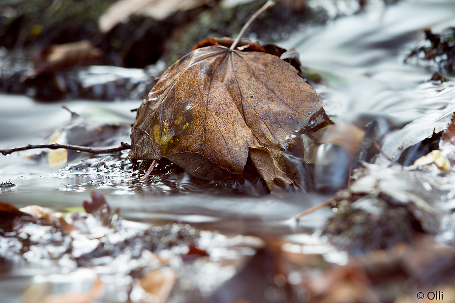 Herbst