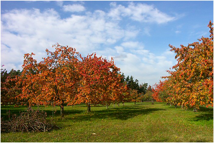 Herbst