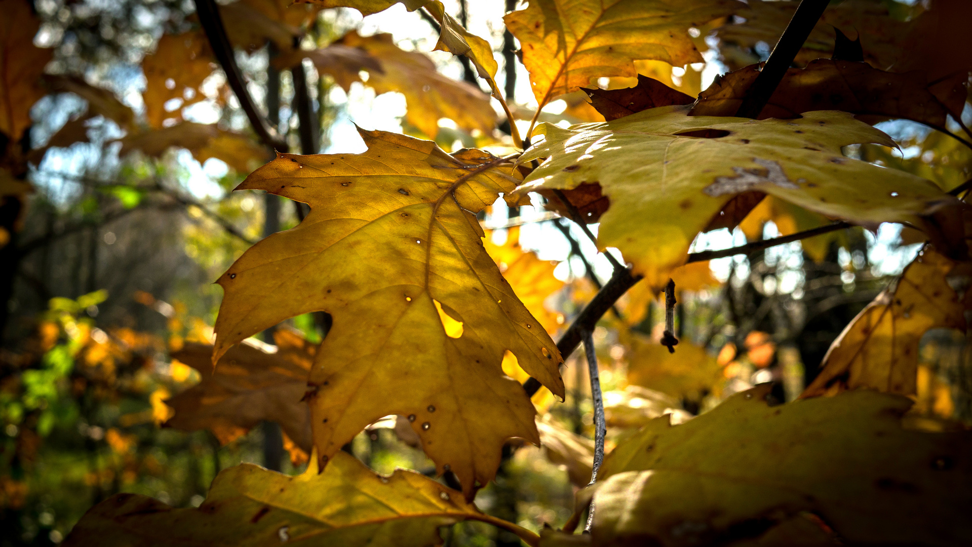 Herbst