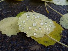 Herbst