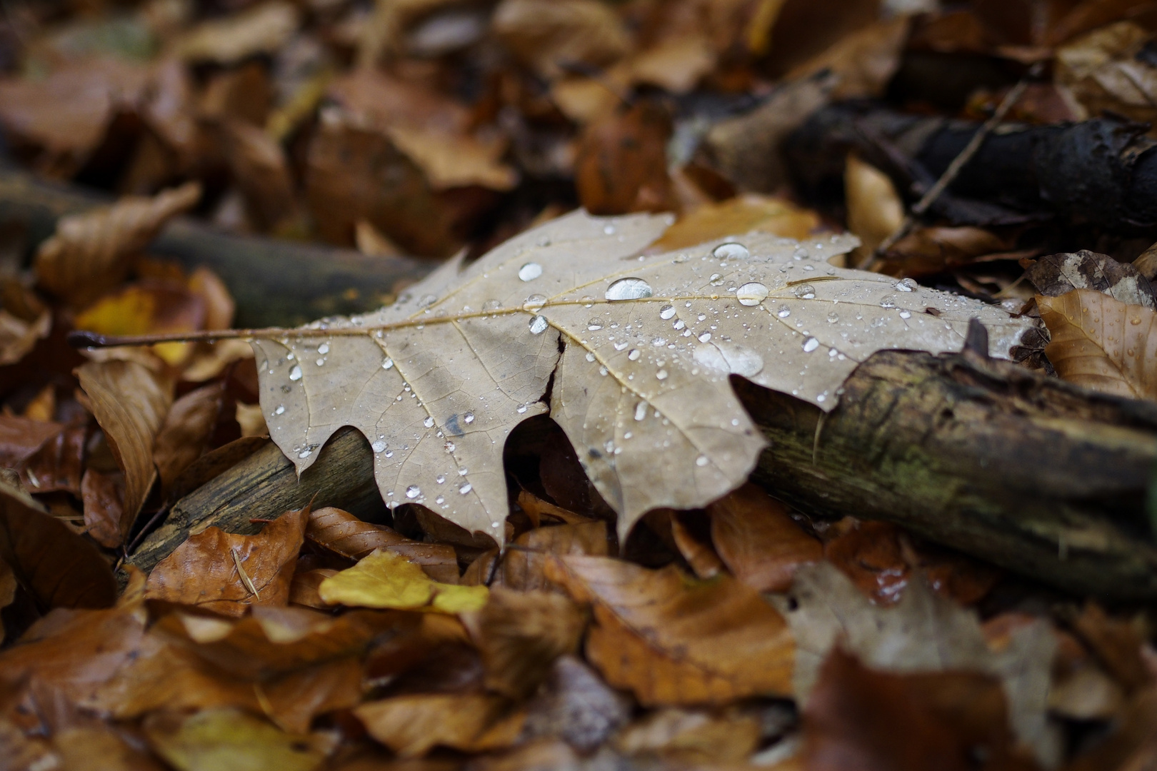 Herbst