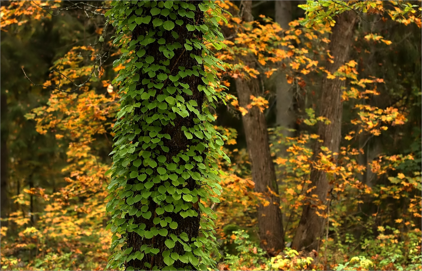 Herbst