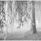 herbst