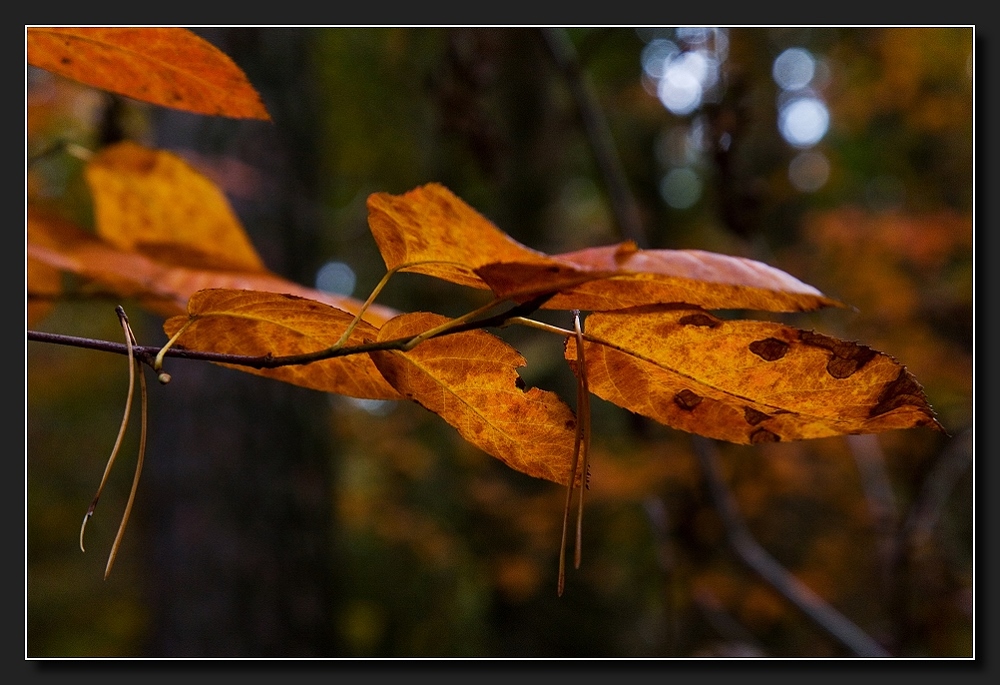 Herbst