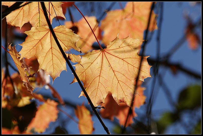 Herbst