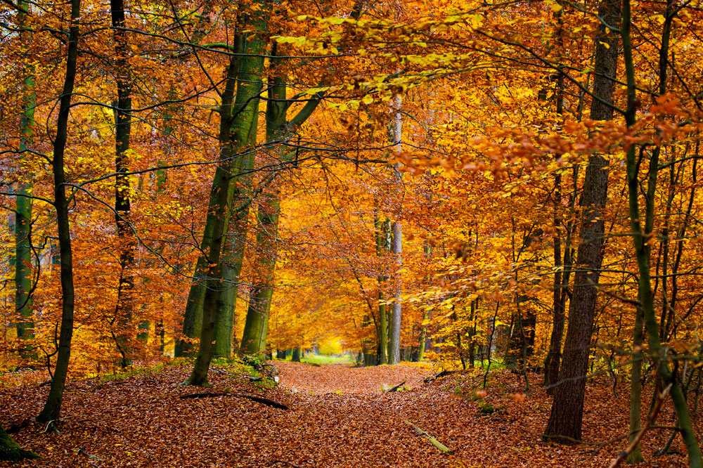 Herbst. Ein Vorschaubild ...