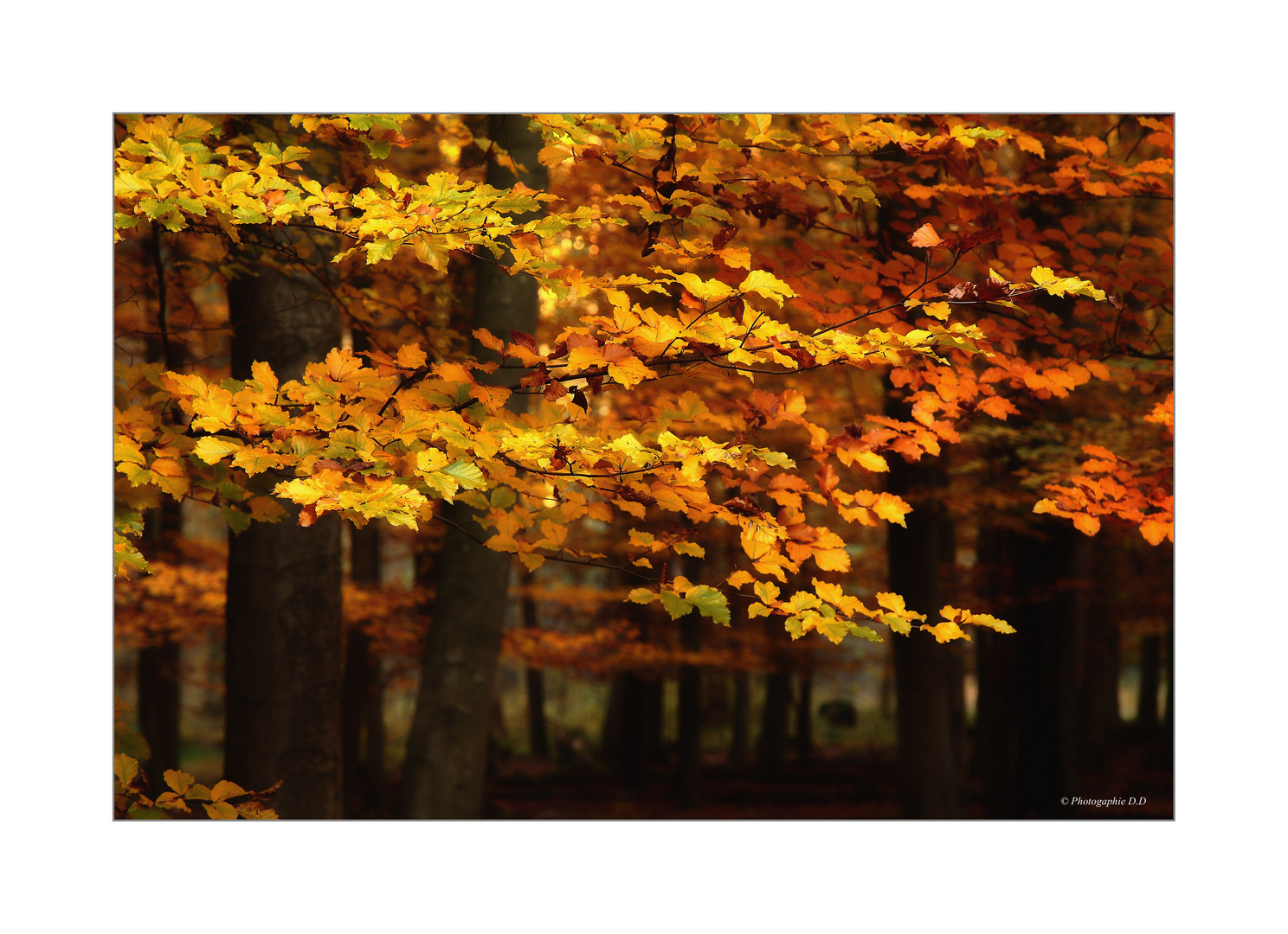 Herbst- Eindrücke