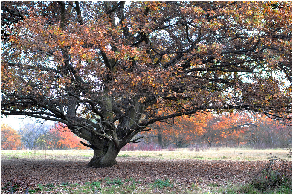 Herbst - eine Annäherung