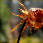 HERBST EINER ROSE