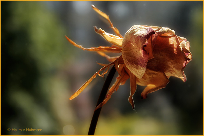 HERBST EINER ROSE