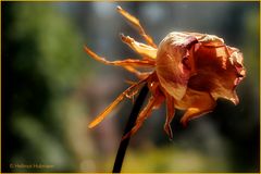 HERBST EINER ROSE