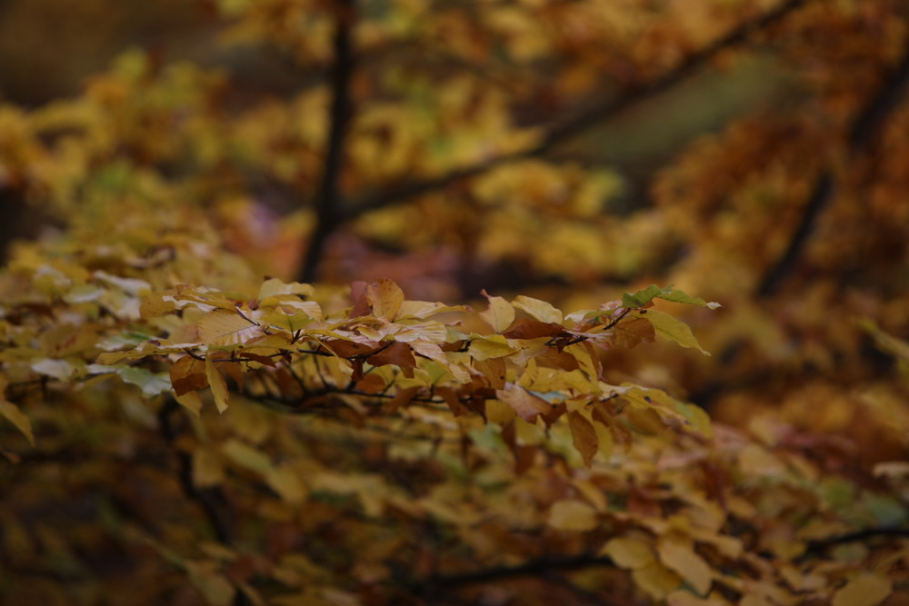 Herbst einfach mal schauen